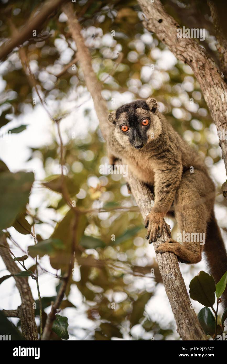 Lémurien dans un arbre au lac Farihy Ampitabe, Canal des Pangalanes, Madagascar, Afrique Banque D'Images