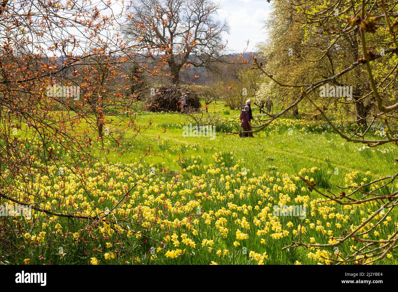 Great Dixter Meadow Gardens, jonquilles en fleur, Northiam, East Sussex, royaume-uni Banque D'Images