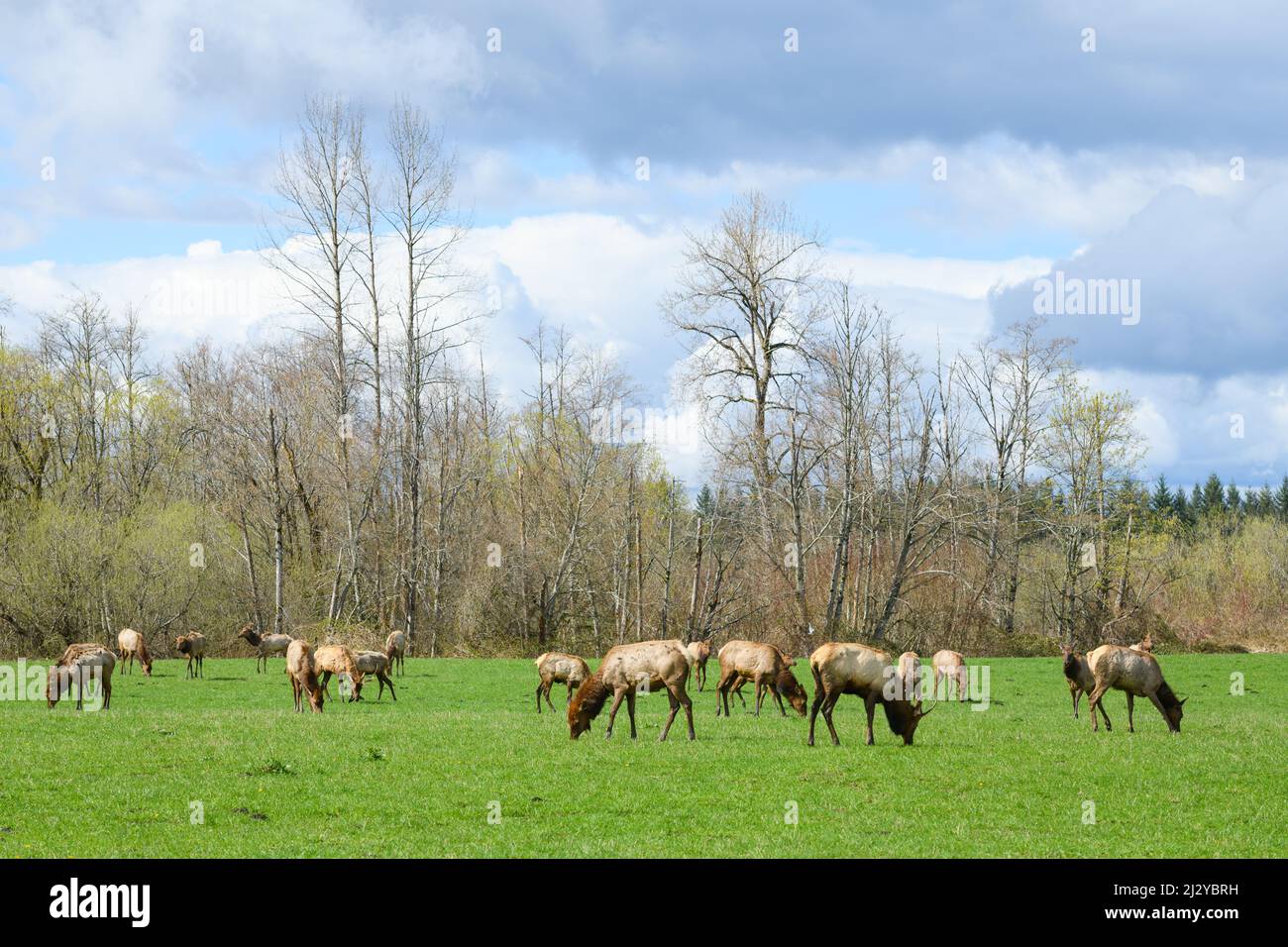 Troupeau de wapitis au soleil de printemps à Snoqualmie Washington Banque D'Images