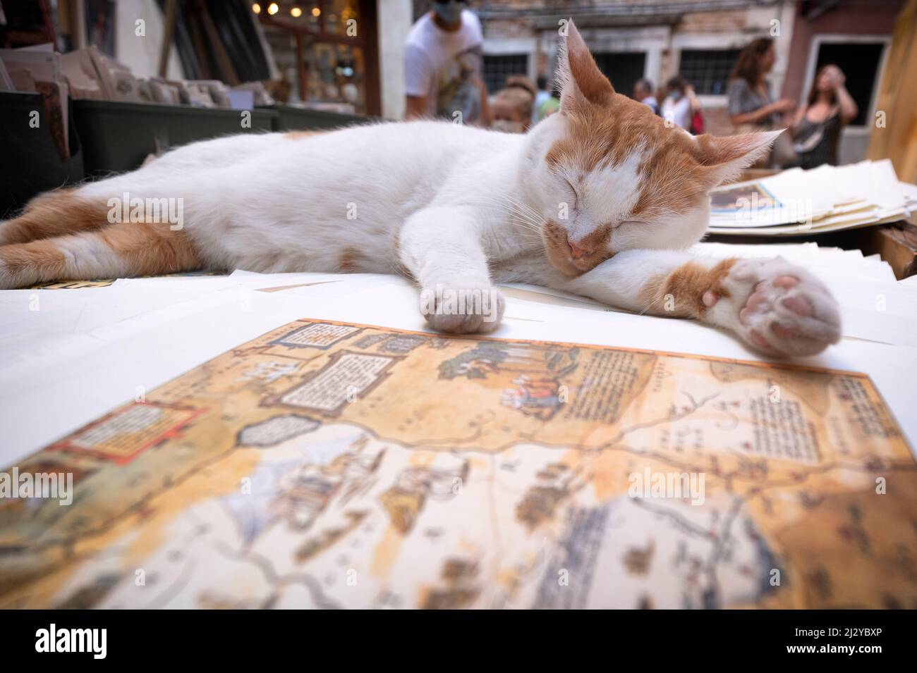 Un chat dans la librairie, Libraria Acqua Alta à Venise, Vénétie, Italie, Europe Banque D'Images