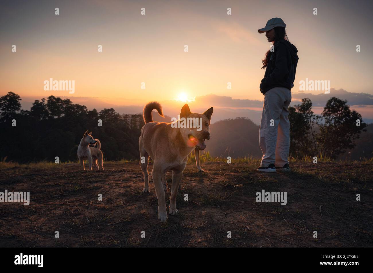 Jeune femme asiatique debout avec des chiens errants domestiques sur une colline à la campagne au coucher du soleil Banque D'Images