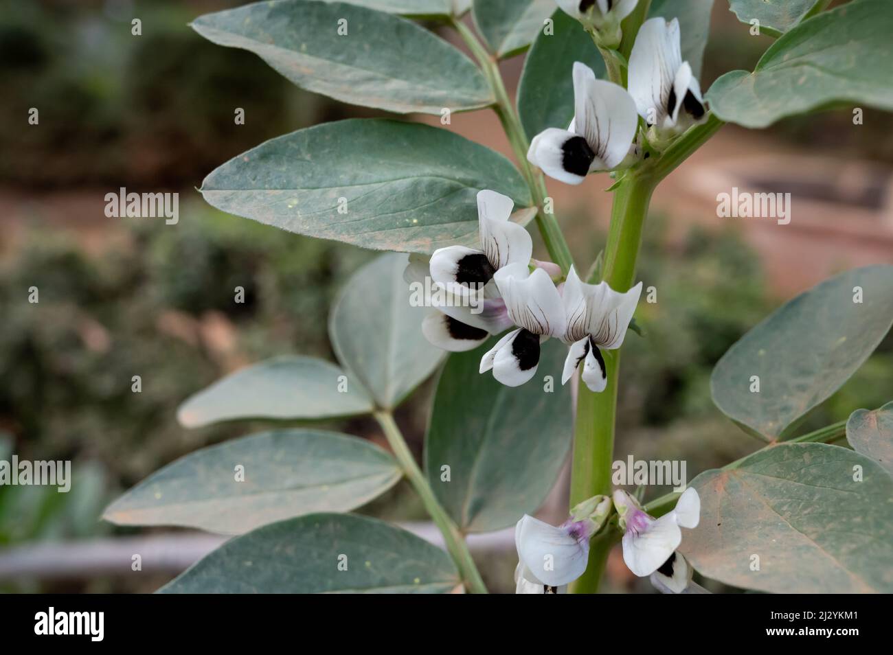 Fleurs printanières de grandes plantes de haricots dans le jardin de légumes écologiques de près Banque D'Images