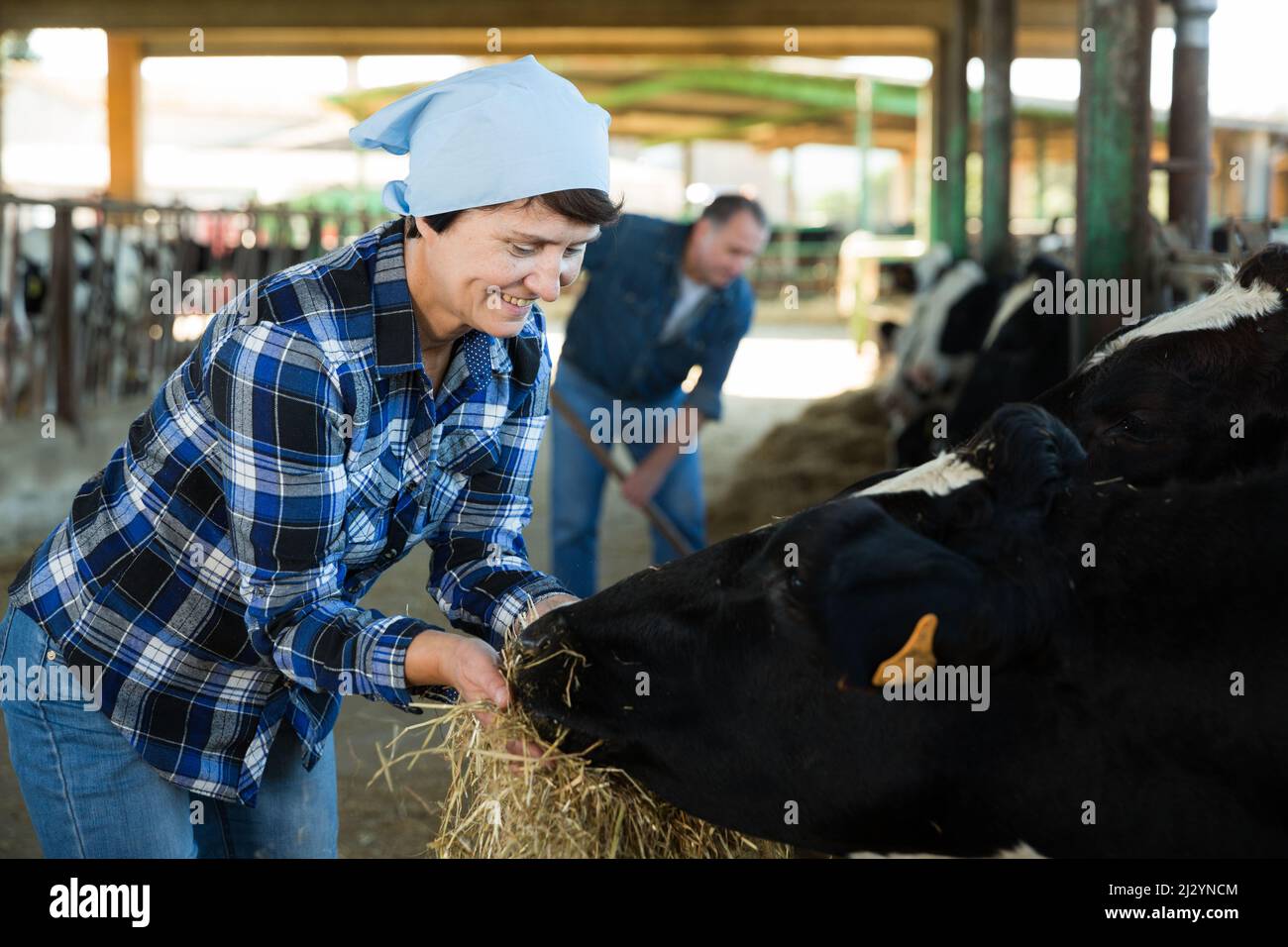 Souriante femme nourrissant des vaches à la ferme Banque D'Images Souriante femme nourrissant des vaches à la ferme Banque D'Images