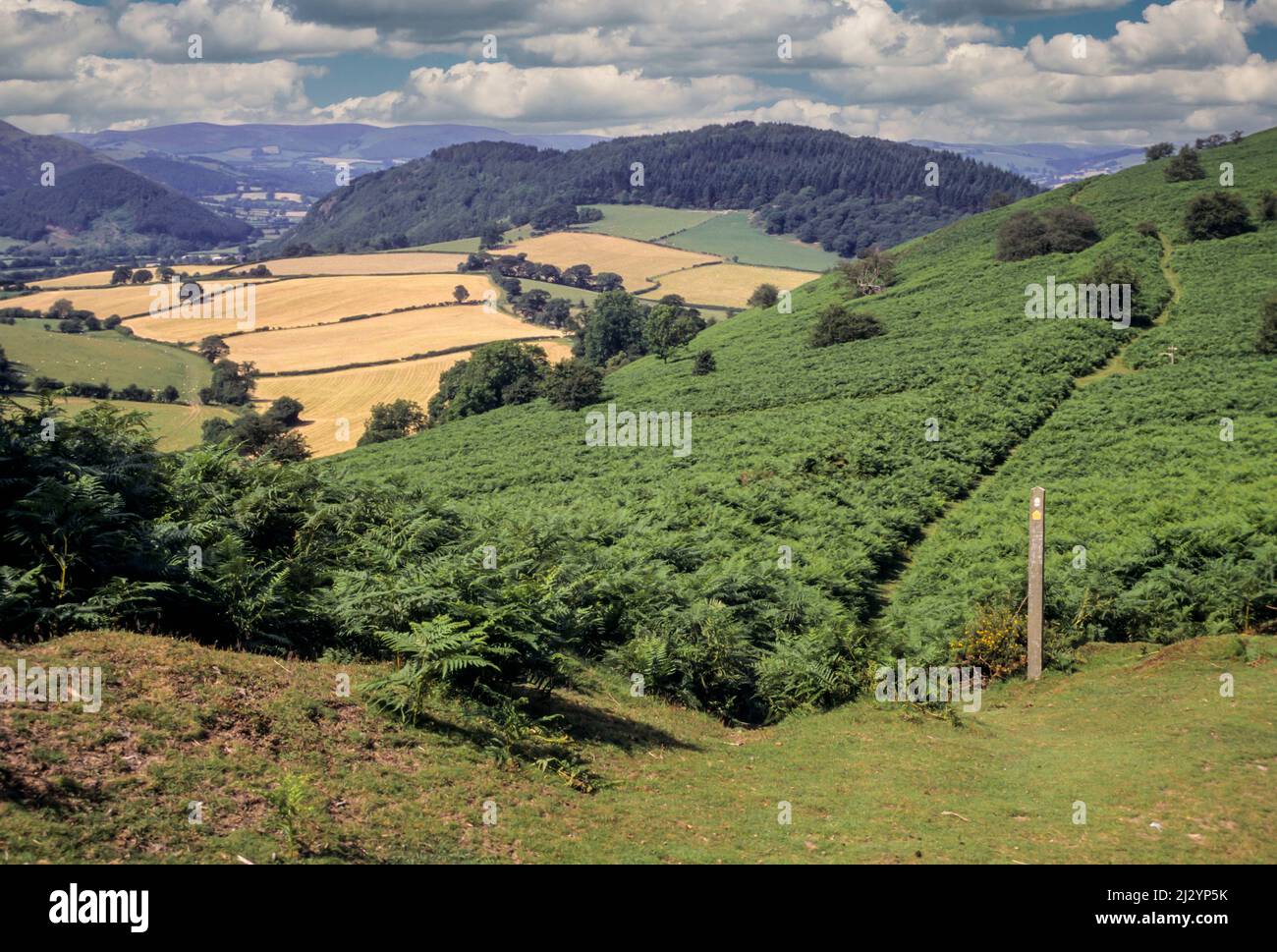 Angleterre, sentier de randonnée Dyke d'Offa et Trail Marker, au sud de Kington, dans le Herefordshire. Banque D'Images