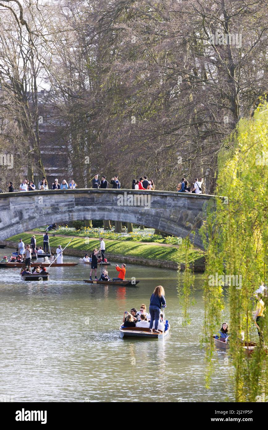 Cambridge punting ; les gens puntent sur le dos sur la River Cam par Kings College Bridge lors d'une journée ensoleillée au printemps, Cambridge, Royaume-Uni Banque D'Images