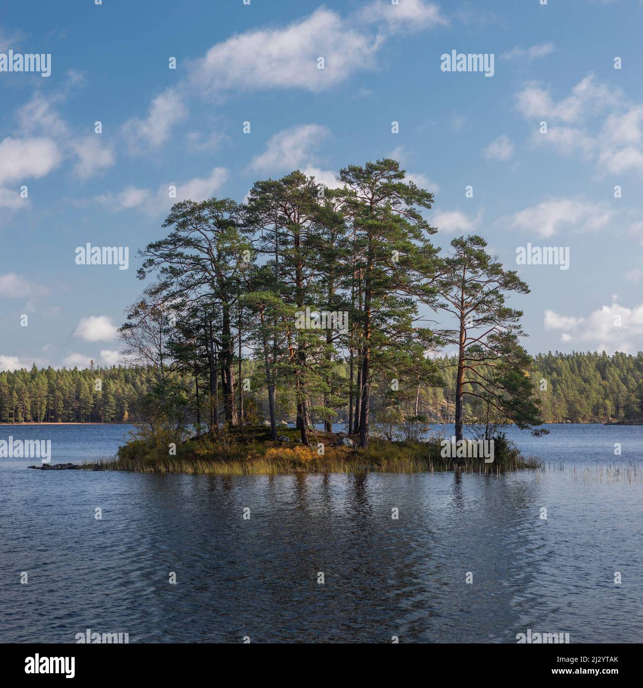 Arbres sur l'île dans le lac du parc national de Tiveden en Suède Banque D'Images
