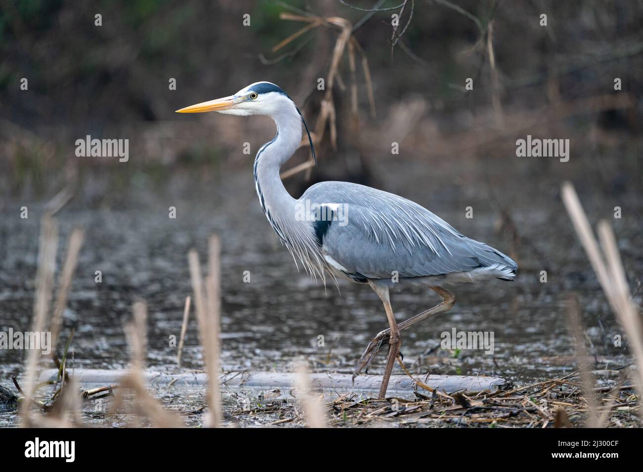 Chasse au grand héron pour les grenouilles dans la réserve naturelle de Fairburn ings au Royaume-Uni Banque D'Images