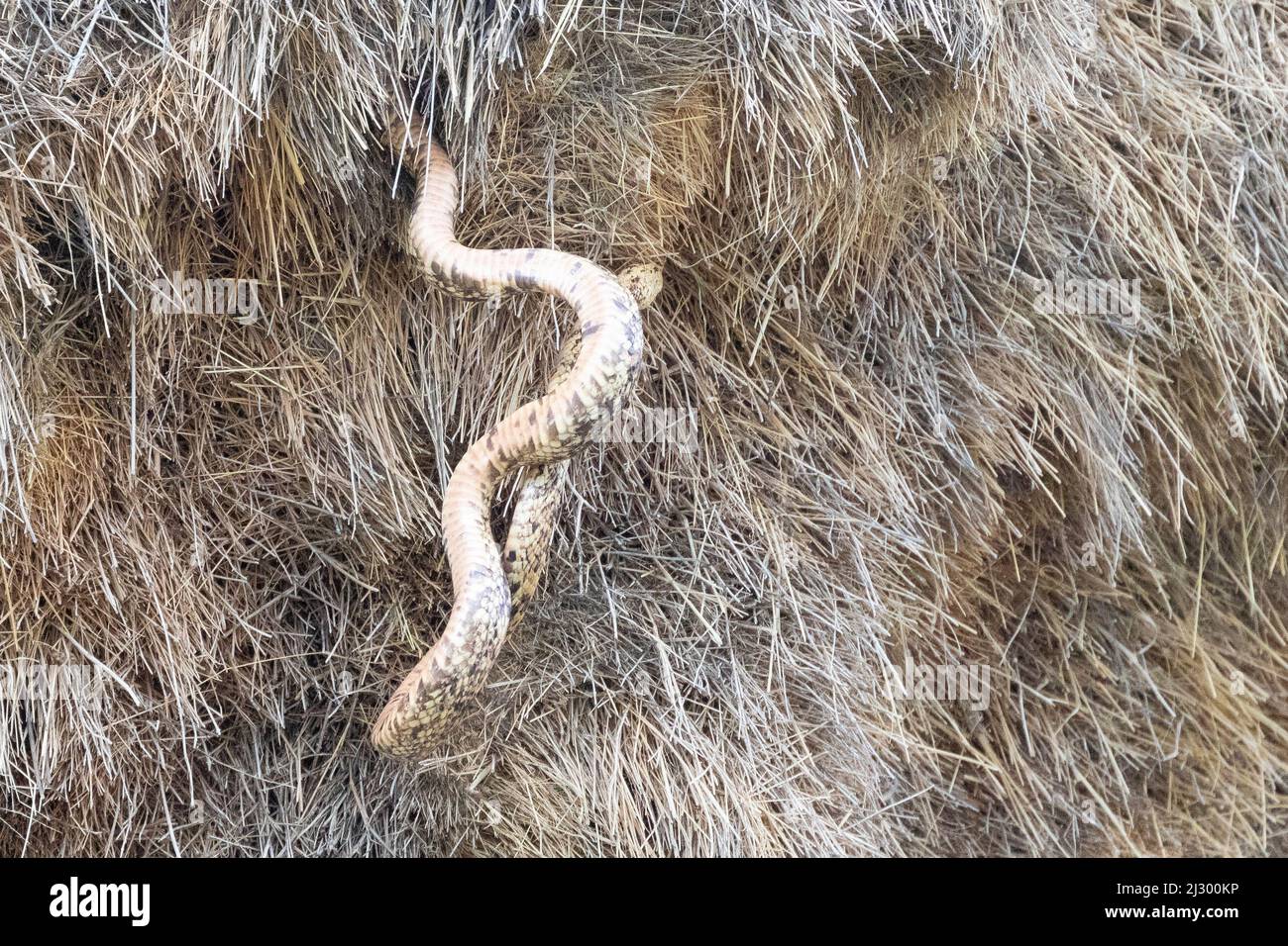 Cap Cobra (Naja nivea) prédatation sur le nid du Weaver sociable, Parc transfrontalier de Kgalagadi, Cap Nord, Kalahari, Afrique du Sud Banque D'Images