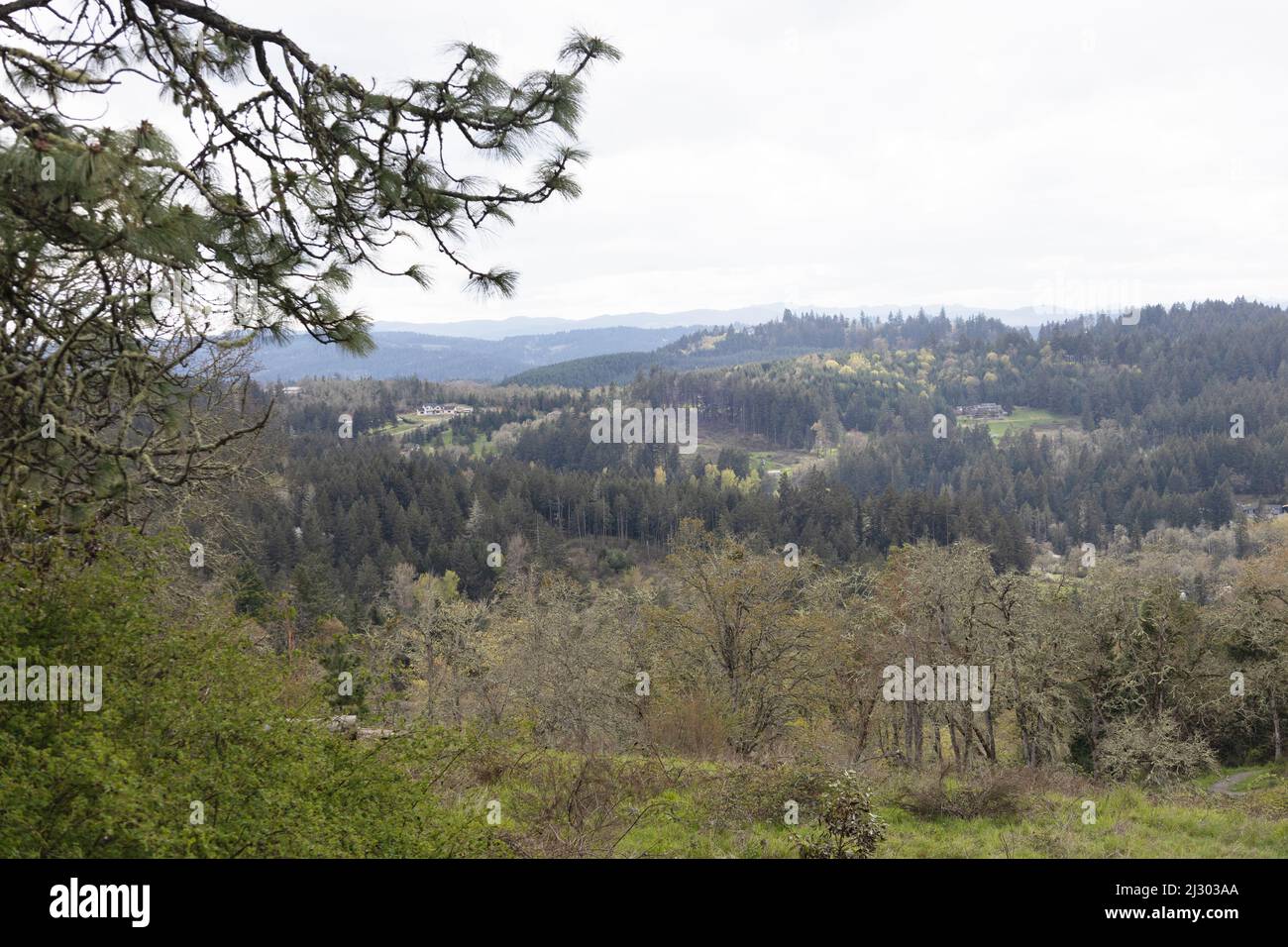 Vue vers le sud depuis le sommet de Wild Iris Ridge à Eugene, Oregon, États-Unis. Banque D'Images