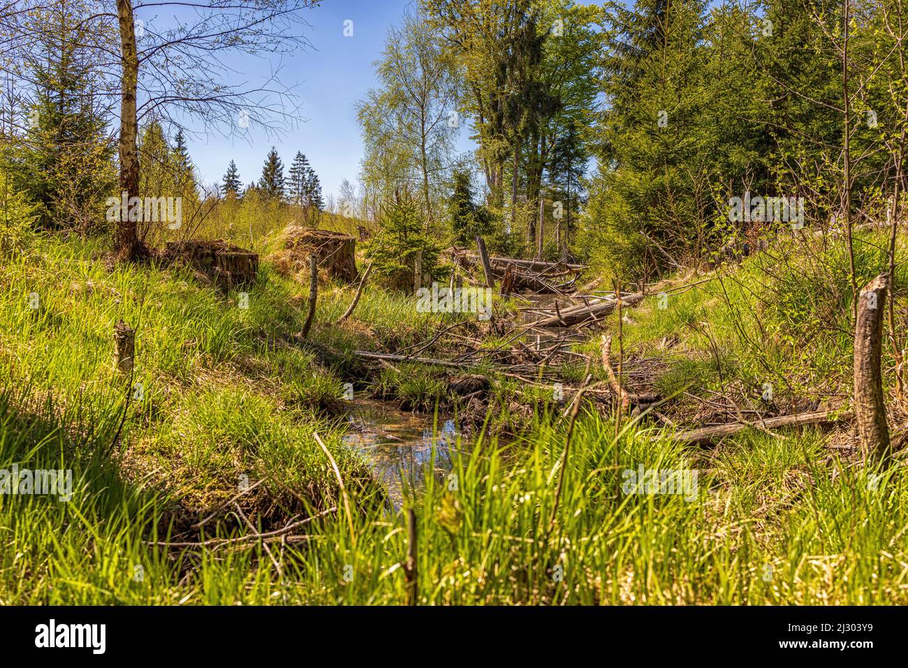 Cours d'eau dans le parc national de la forêt bavaroise en été. Banque D'Images