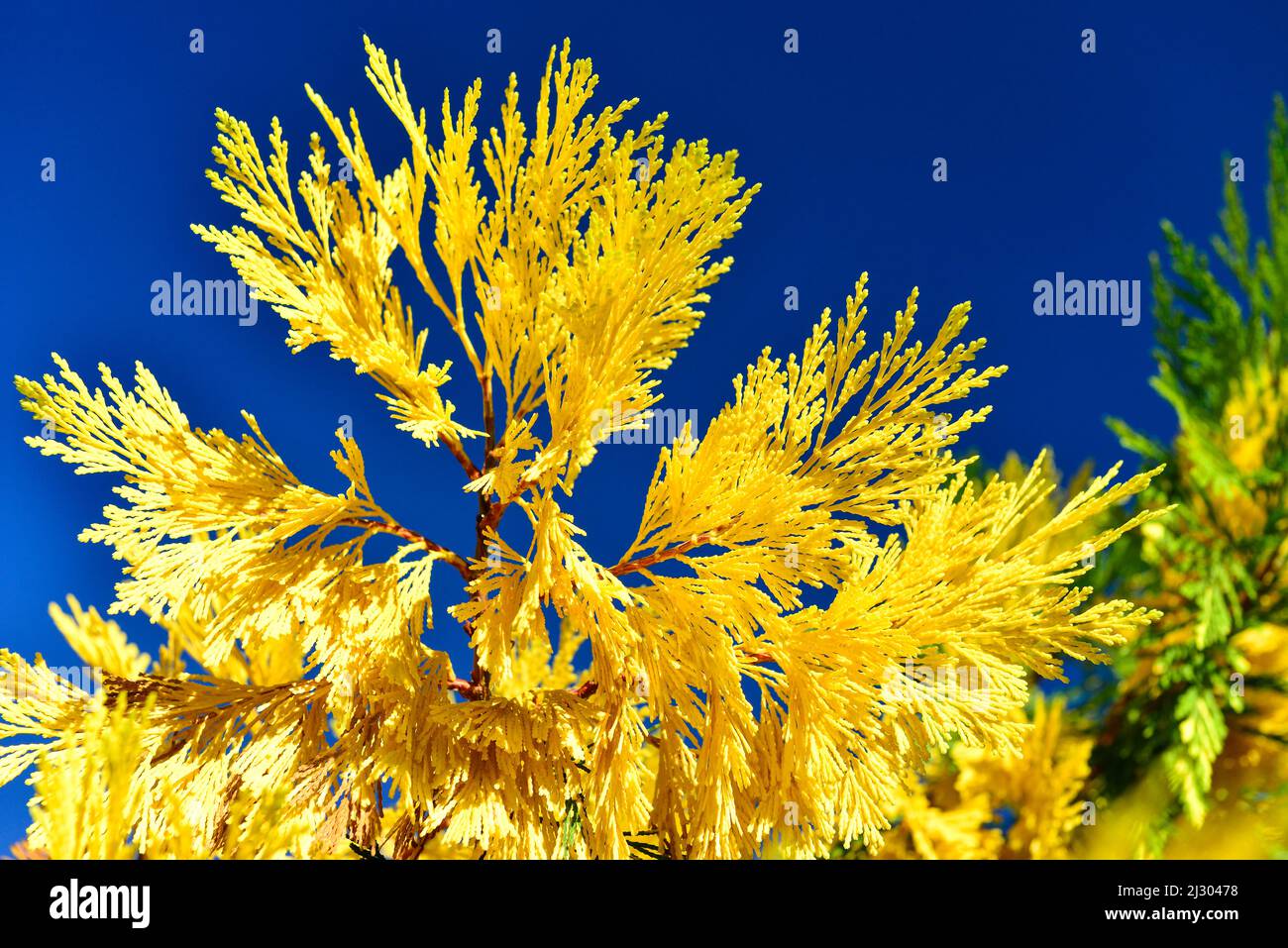 Thuja jaune vif et vert contre un ciel bleu profond, Sant Feliu de Guixols, Catalogne, Espagne Banque D'Images