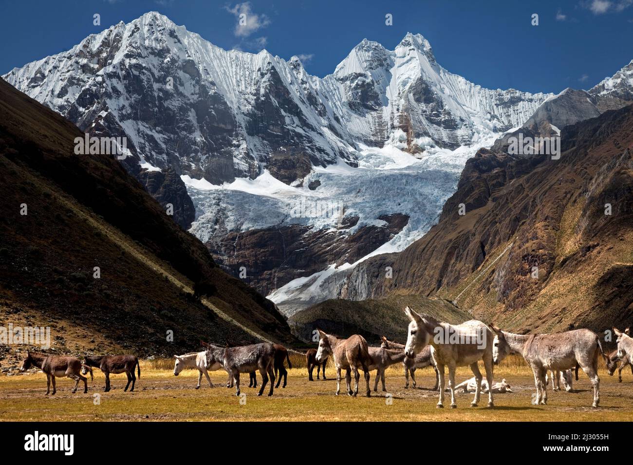 Burros le long du Trek de Huayhuash, en contrebas de NevadosRondoy et de Jirishanca, Cordillera Huayhuash, Pérou Banque D'Images