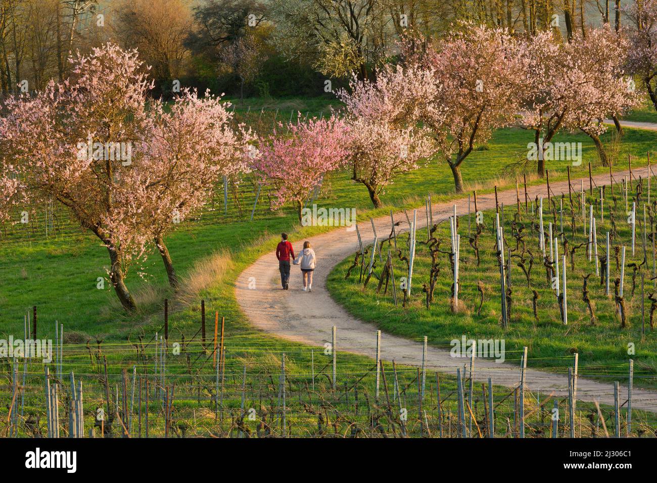 Fleurs d'amande dans le Palatinat, printemps en Rhénanie-Palatinat, Allemagne Banque D'Images Fleurs d'amande dans le Palatinat, printemps en Rhénanie-Palatinat, Allemagne Banque D'Images
