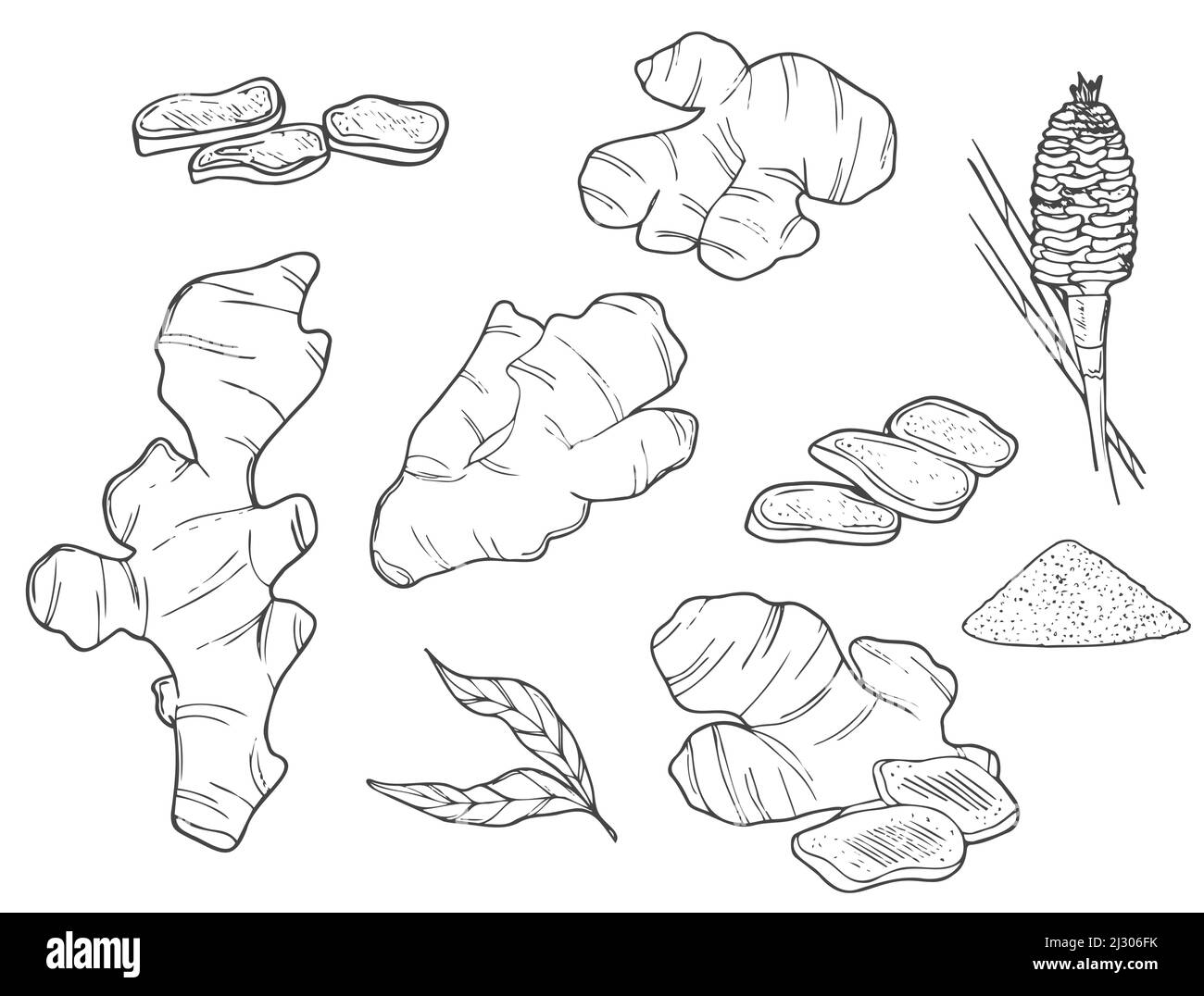 Ensemble de gingembre Doodle. Racines et tranches. Collection d'herbes et d'épices à la ligne noire isolée sur fond blanc. Doodle nourriture saine dessinés à la main ico Illustration de Vecteur