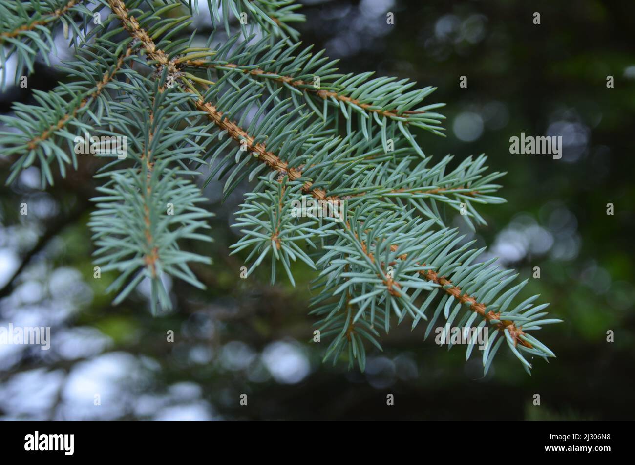 Un gros plan d'une branche de sapin Banque D'Images