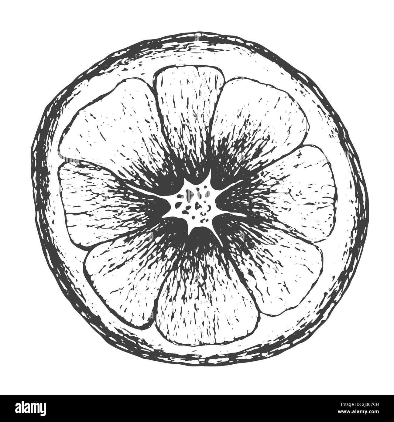 illustration vectorielle de gravure d'esquisse en tranches de citron ou d'orange. Imprimé T-shirt. Imitation de planche à gratter. Illustration de Vecteur