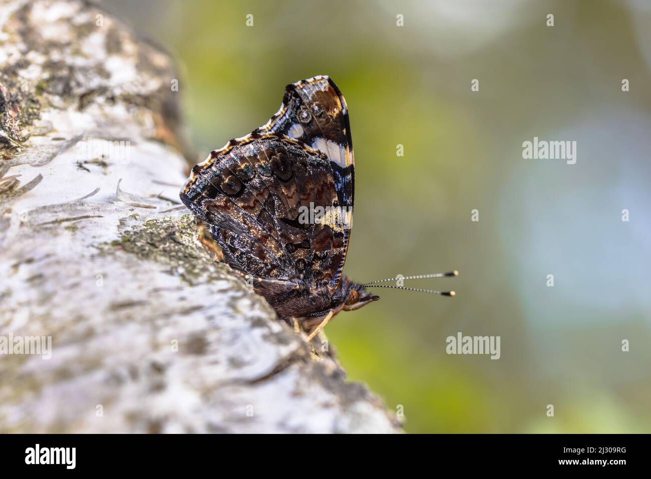 Papillon amiral (Vanessa atalanta) reposant sur l'arbre d'écorce avec des ailes fermées le dessous de l'aile camouflage est visible. Banque D'Images