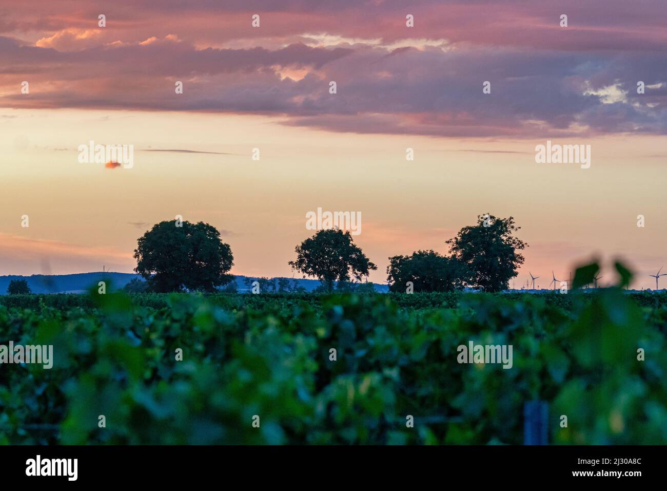 Coucher de soleil sur les champs près du parc national Seewinkel à Burgenland, Autriche Banque D'Images