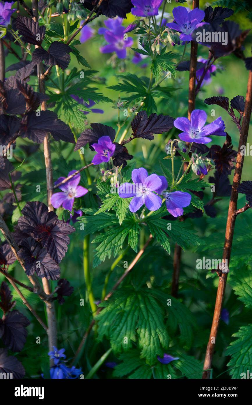 Géranium sylvaticum «Mayflower» parmi Physocarpus opulifolius «Diablo» Banque D'Images