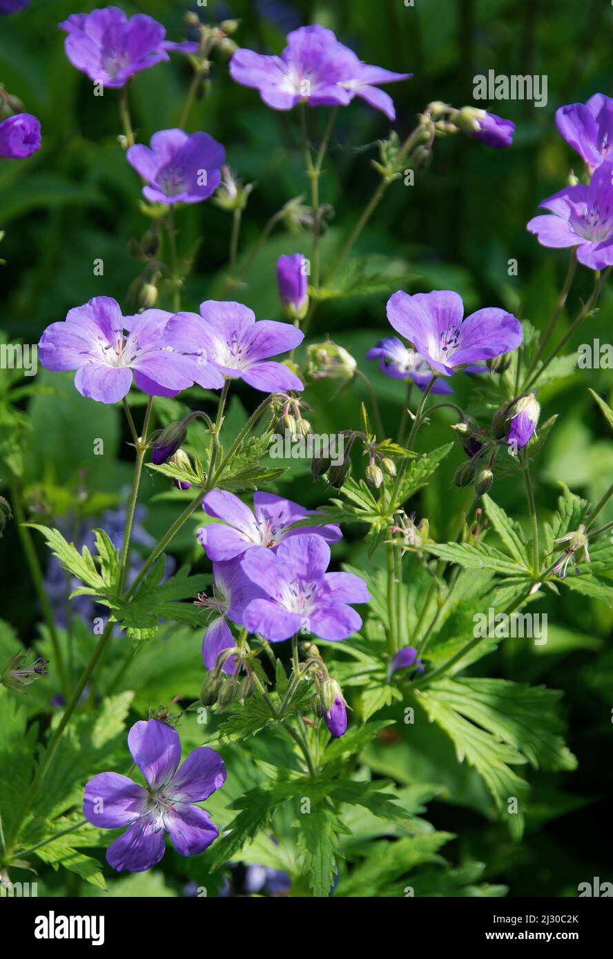Géranium sylvaticum 'Mayflower' Banque D'Images