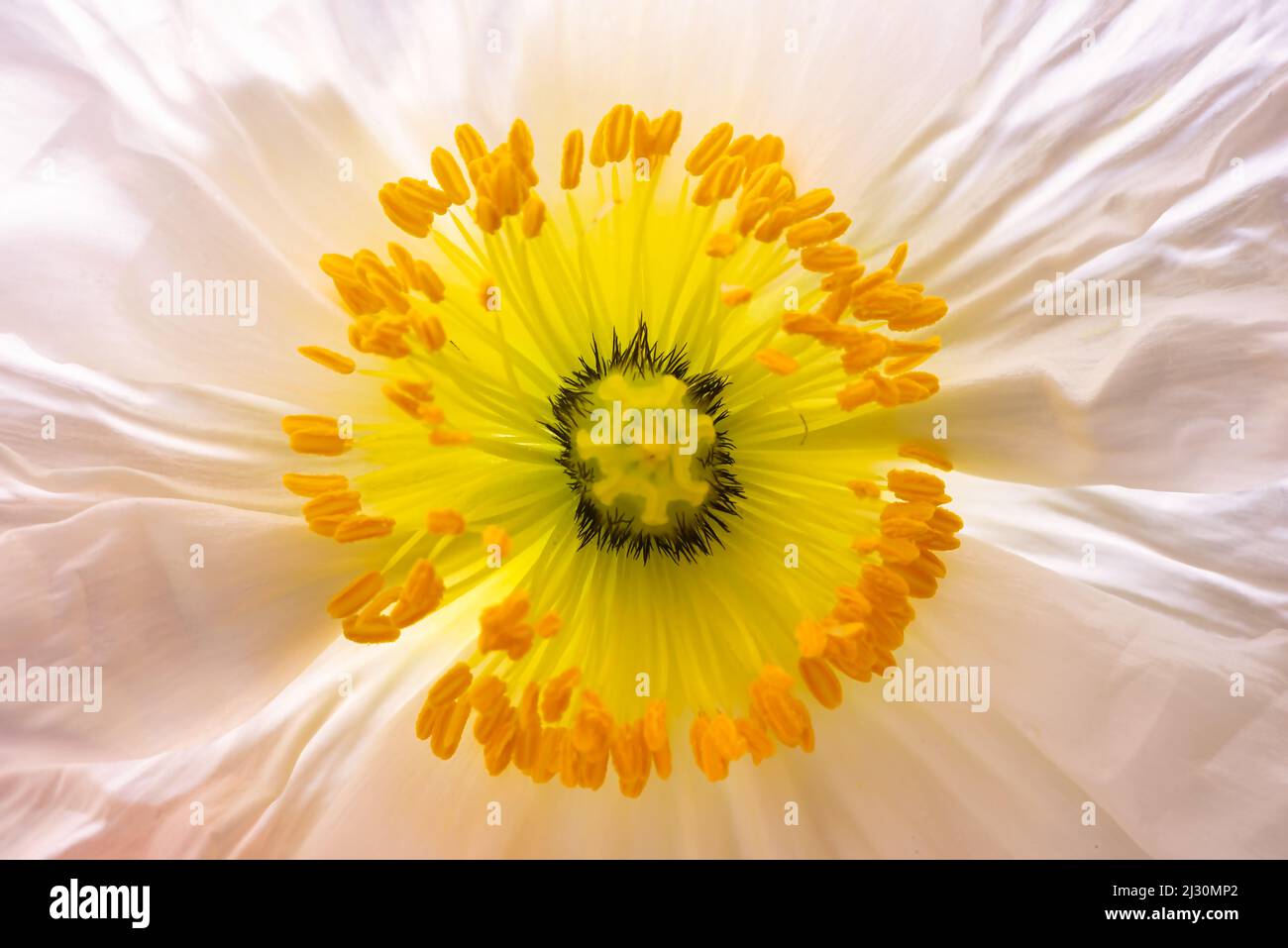 Gros plan d'une fleur de coquelicot blanc Banque D'Images