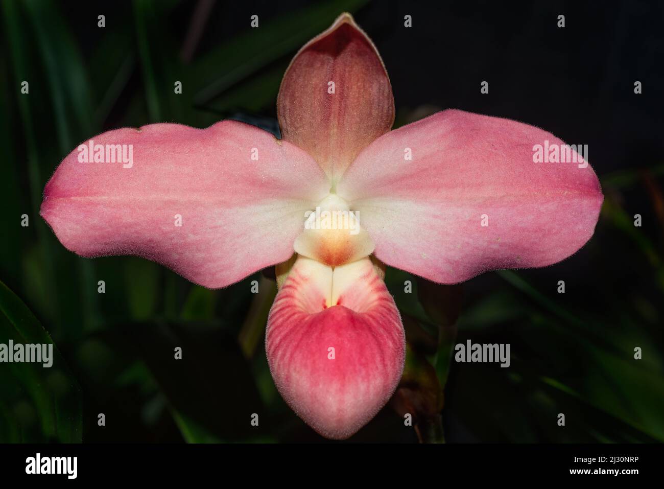 Gros plan d'une orchidée rose et blanche en pleine floraison Banque D'Images
