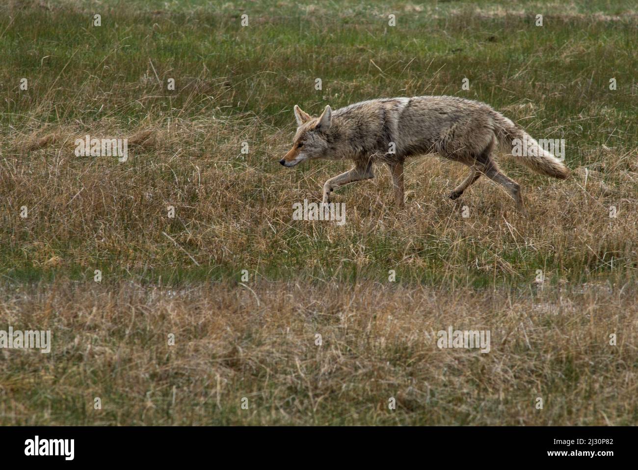 Un coyote a posé pour capturer une souris de champ pour son dîner dans le parc national de Yellowstone, Wyoming, États-Unis Banque D'Images