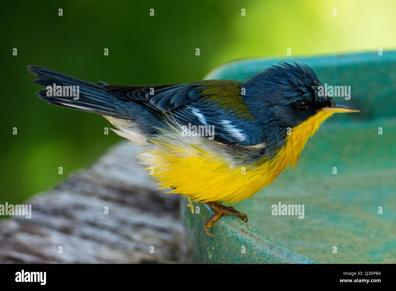 Le Parula tropical (Setophaga pitiayumi) est un petit verrulaire du Nouveau monde. C'est un petit oiseau de passereau. Banque D'Images