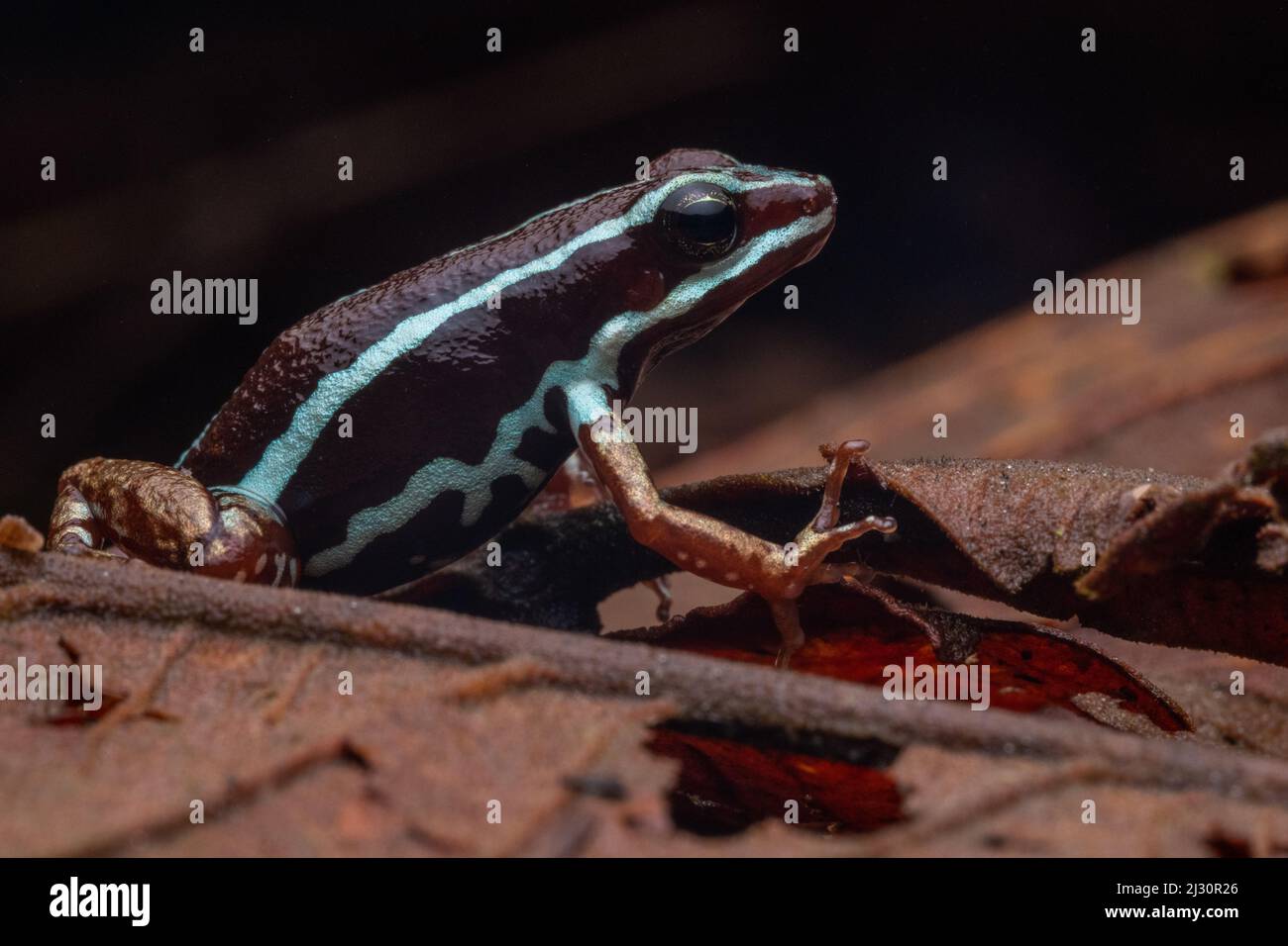 La grenouille-flèche empoisonnée d'Anthony (Epipedobates anthonyi) sur le plancher forestier de la province d'El Oro, en Équateur, en Amérique du Sud. Banque D'Images