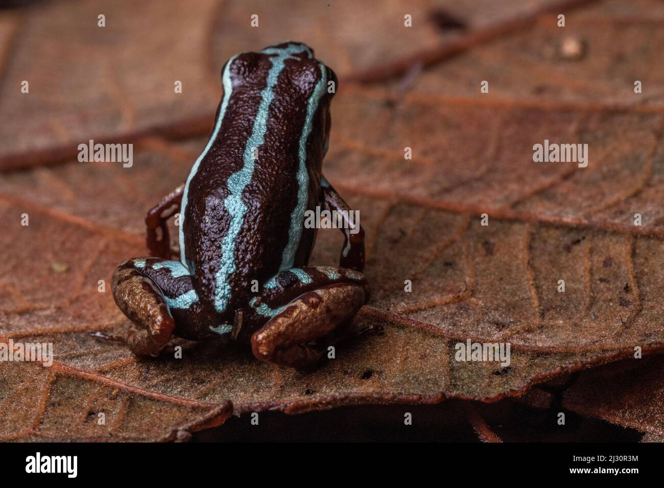 La grenouille-flèche empoisonnée d'Anthony (Epipedobates anthonyi) sur le plancher forestier de la province d'El Oro, en Équateur, en Amérique du Sud. Banque D'Images