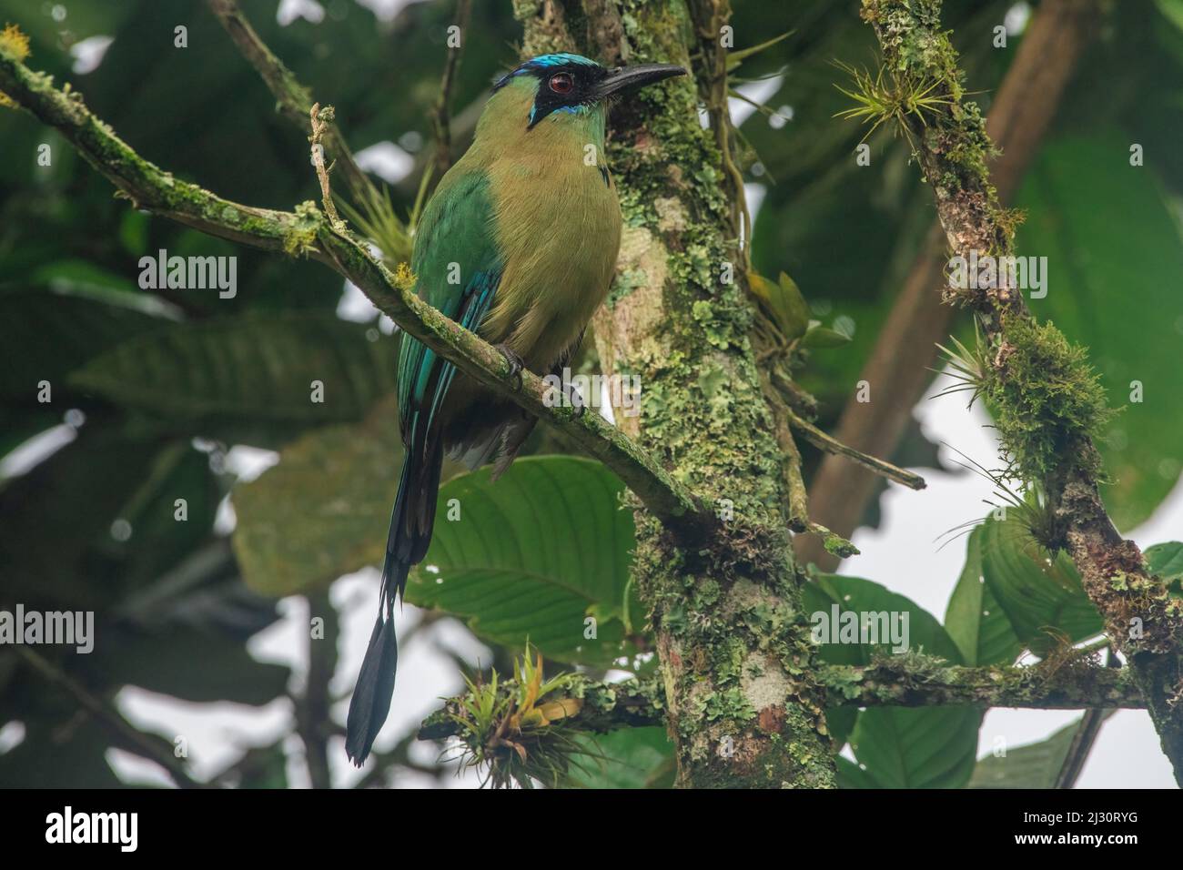 Mott andin ou mott des hautes terres (Momotus aequatorialis) oiseau tropical coloré de la province d'El Oro en Équateur. Banque D'Images