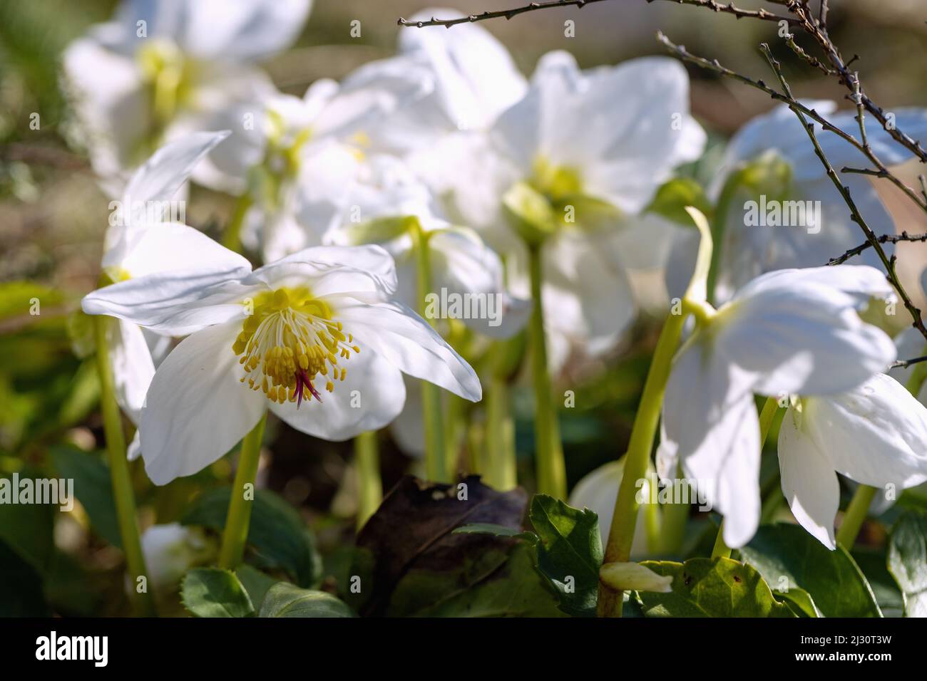 Roses de Noël à grandes fleurs, Helleborus niger Banque D'Images