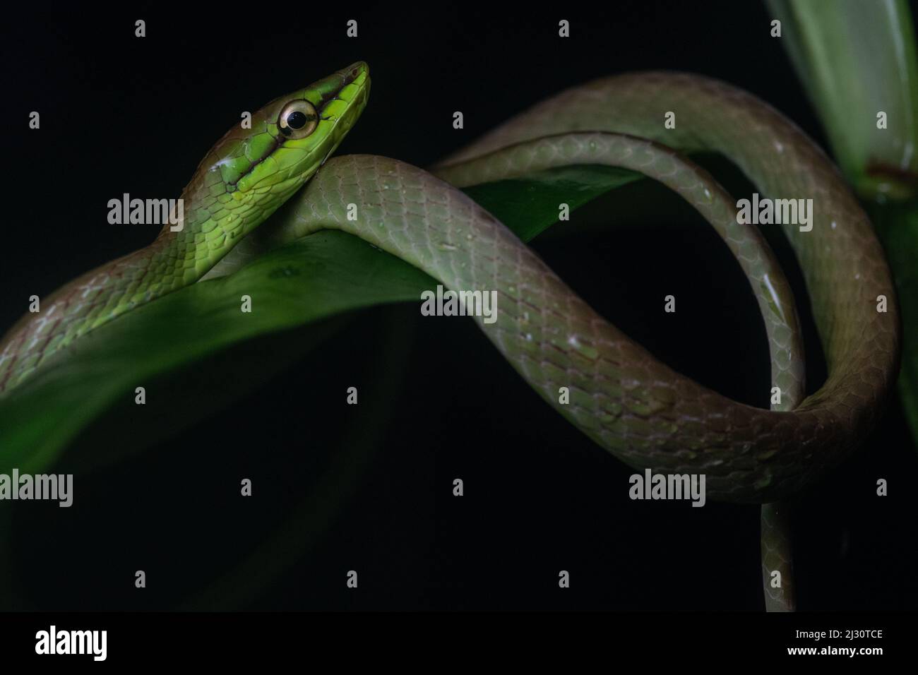 Oxybelis brevirostris, serpent de vigne de Cope, de la forêt équatoriale équatorienne dans la province d'El Oro, Équateur, Amérique du Sud. Banque D'Images