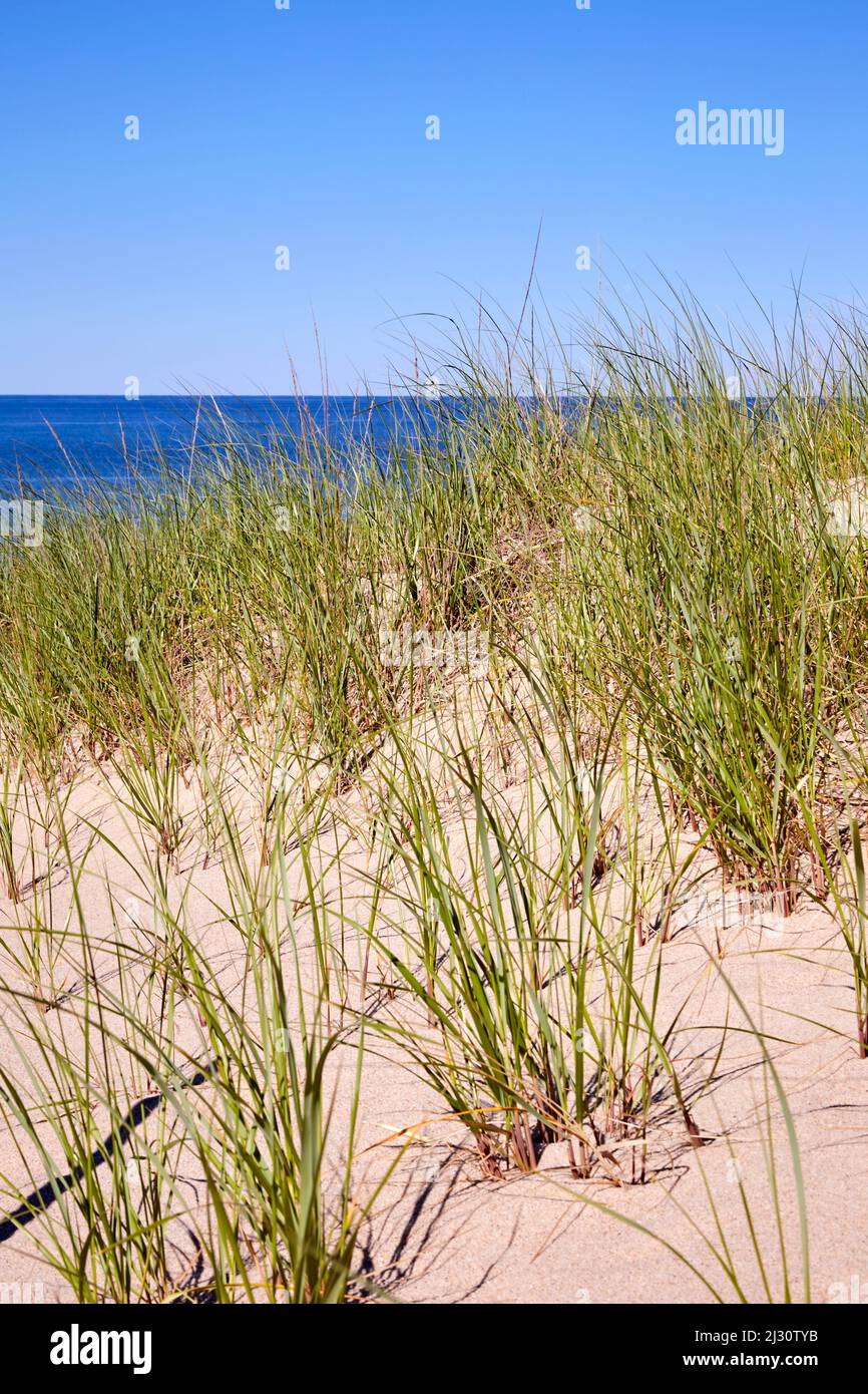 Herbes marines sur une plage de sable avec fond bleu de l'océan et ciel bleu Banque D'Images
