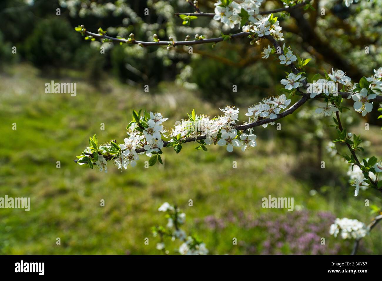 Fleurs de printemps, fleurs de printemps blanches qui fleurissent sur les branches de l'arbre. Croissance fraîche des fleurs. Éveillé de l'idée du concept de la nature. Banque D'Images