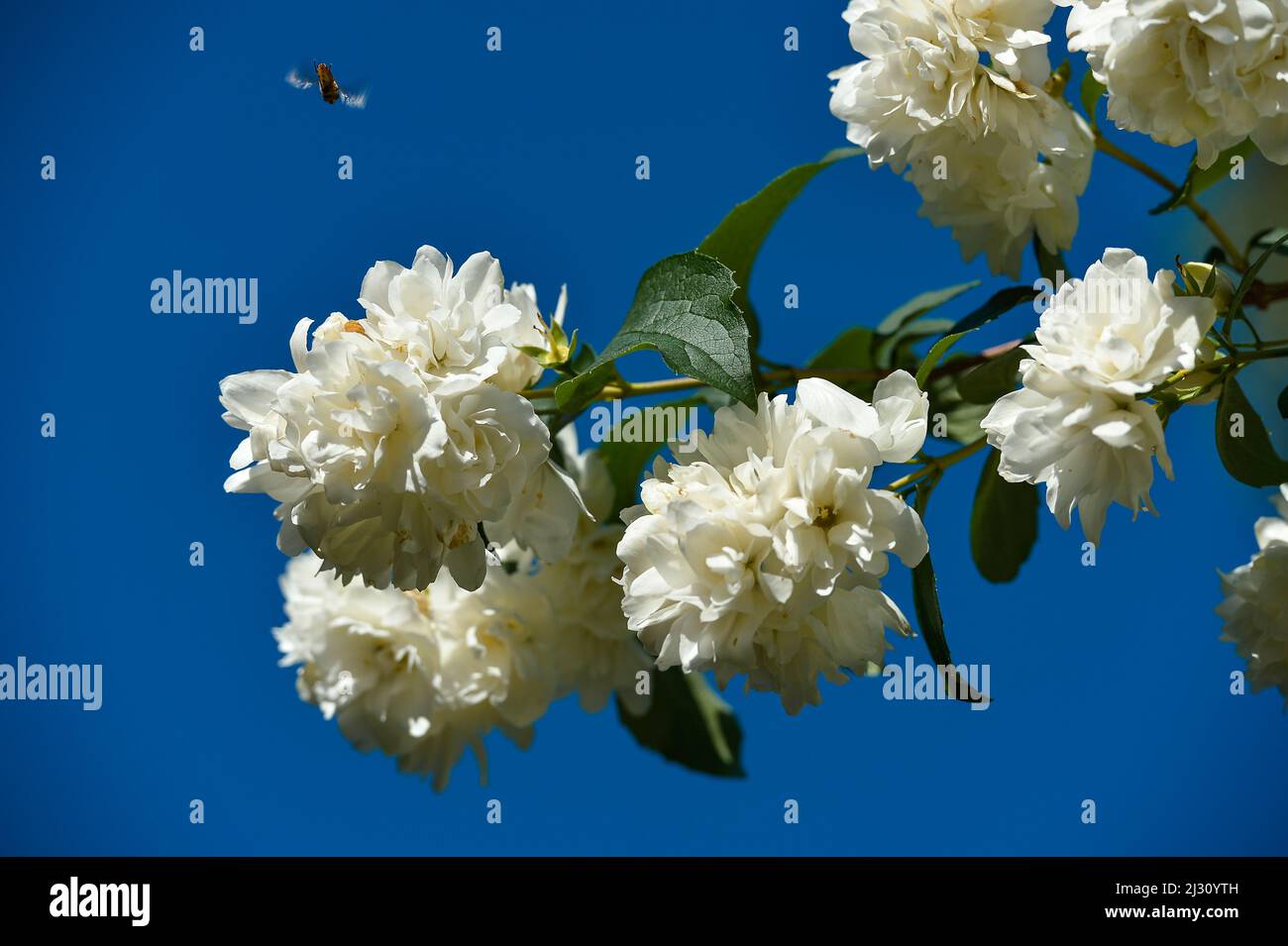 Une abeille s'approchant des fleurs d'un arbre, Lamstedt, Basse-Saxe, Allemagne Banque D'Images