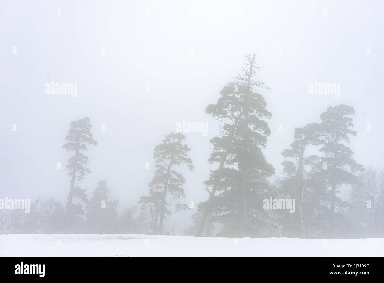 Couvert de neige de la montagne du Caucase dans la brumeuse journée à Bakuriani Resort, Géorgie Banque D'Images