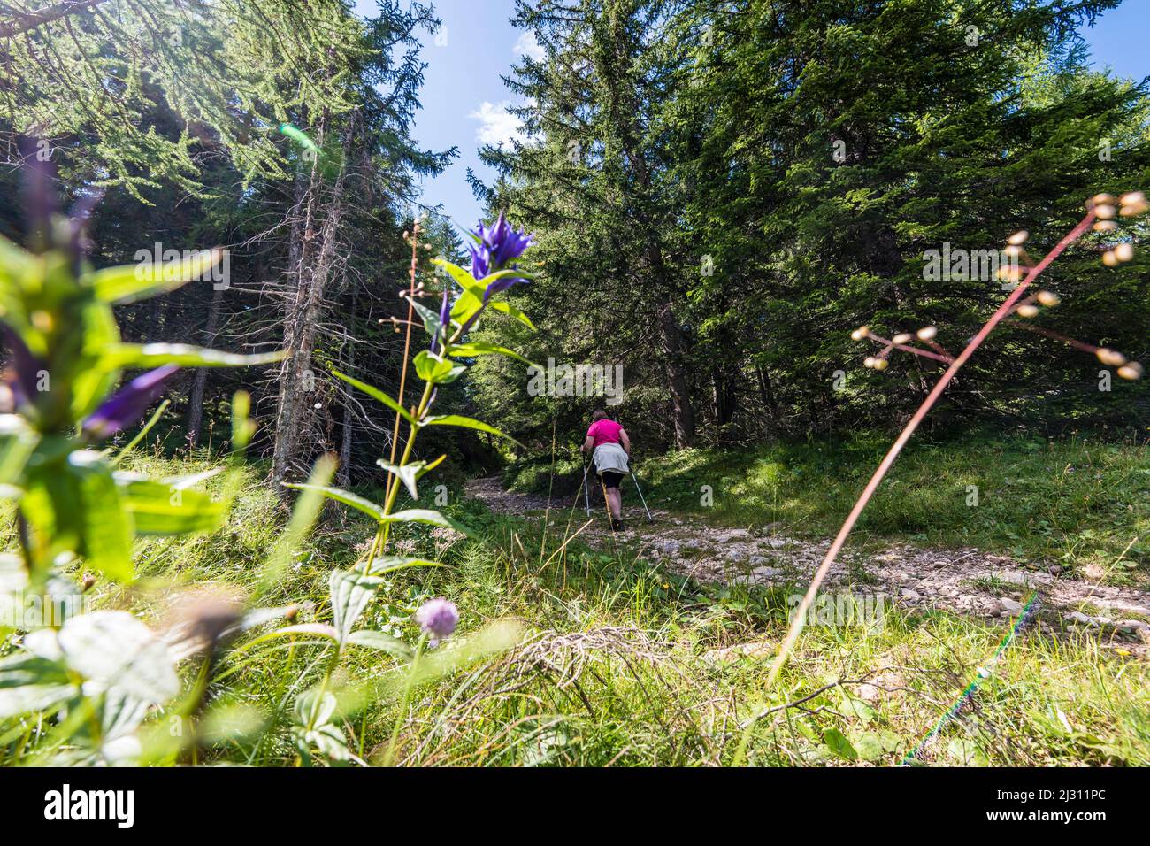 Wanderin, Aldein, Radein, Tyrol du Sud, Haut-Adige, Italie Banque D'Images