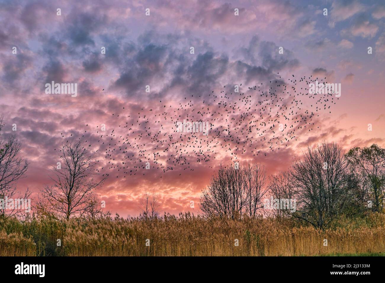 Oiseaux migrateurs en vol près de Linum, troupeau d'étoiles, coucher de soleil, Linum, Brandebourg, Allemagne de l'est Banque D'Images