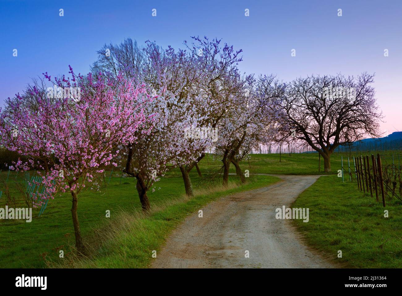 Fleurs d'amande dans le Palatinat, printemps en Rhénanie-Palatinat, Allemagne Banque D'Images Fleurs d'amande dans le Palatinat, printemps en Rhénanie-Palatinat, Allemagne Banque D'Images