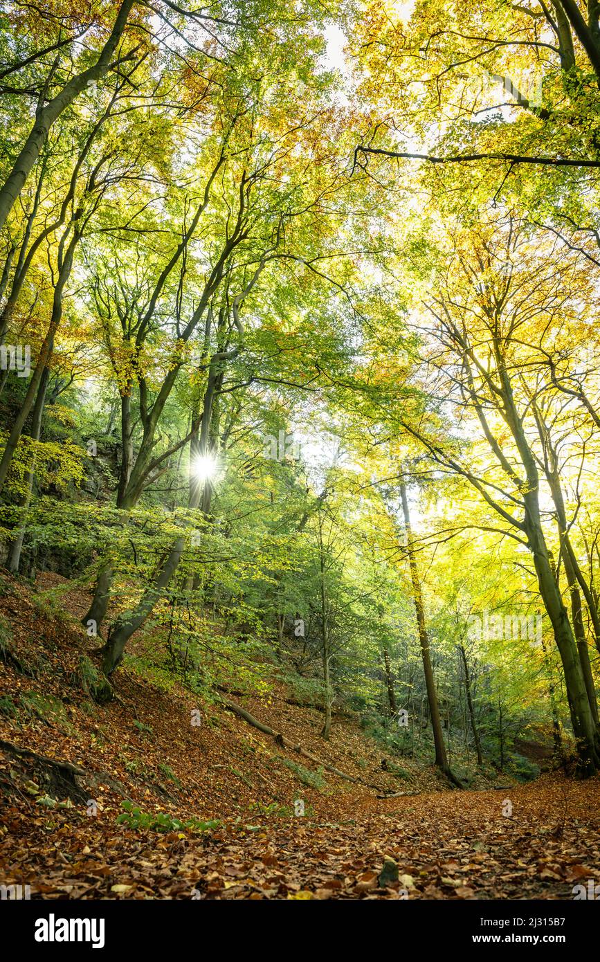 Sentier forestier à Hohenstein, Weser Uplands, Hessian Oldendorf, Basse-Saxe, Allemagne, Europe Banque D'Images