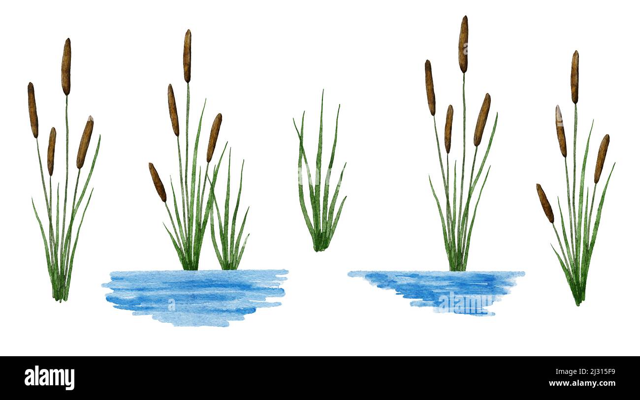 Aquarelle illustration dessinée à la main de l'usine de catadiopes de typha dans la rivière de l'eau. Flore de marais marécageux mars, feuilles vertes graines brunes, paysage floral de printemps d'été extérieur Banque D'Images