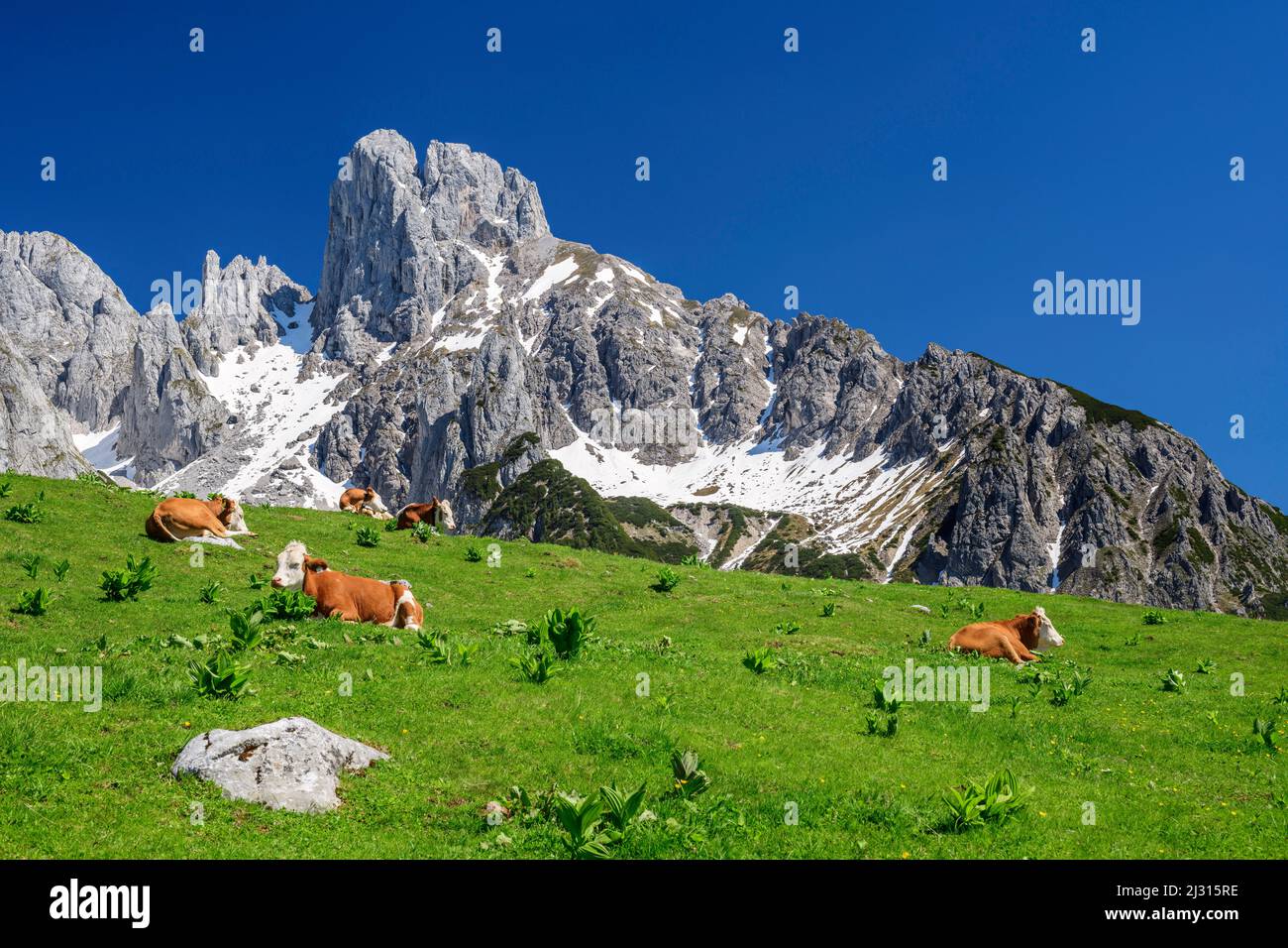 Les vaches se trouvent sur la prairie, Bischofsmütze en arrière-plan, Stuhlalm, Gosaukamm, Dachstein, Salzalpensteig, Hallstatt, patrimoine mondial de l'UNESCO, Salzbourg, Autriche Banque D'Images