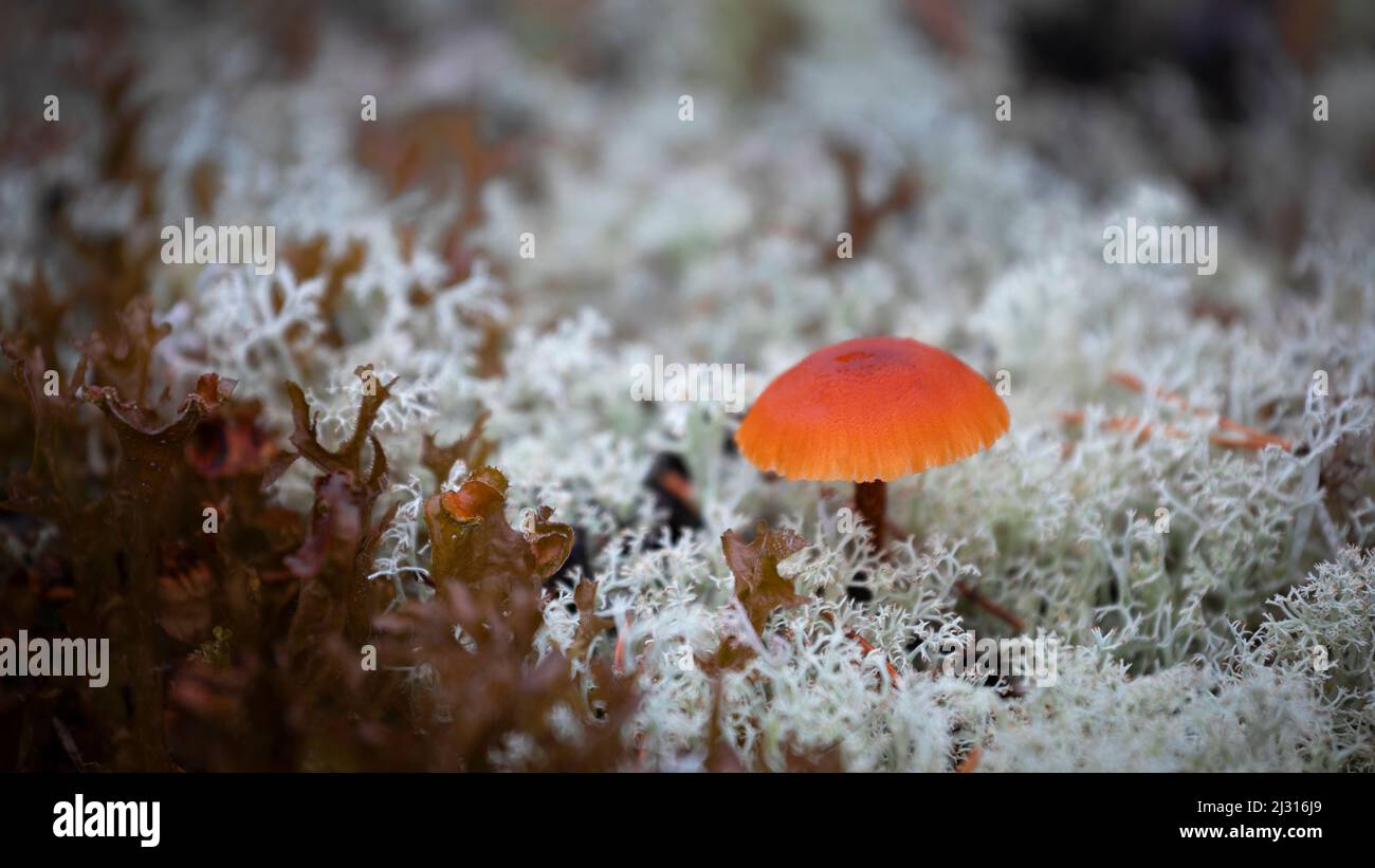 Champignons sur mousse dans la nature de Rotsidan dans l'est de la Suède Banque D'Images