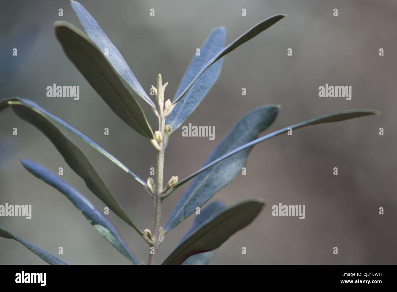 Feuilles d'olive sur la branche. Arrière-plan flou de la nature. Banque D'Images