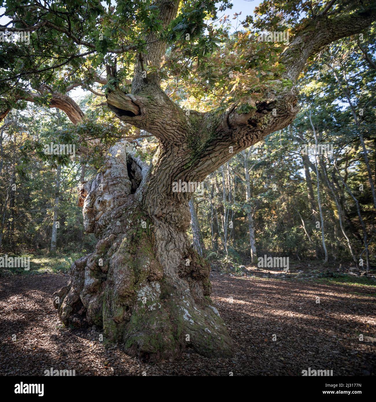 Uralter Eichenbaum im Wald Trollskogen auf der Insel Öland im Osten von Schweden Banque D'Images