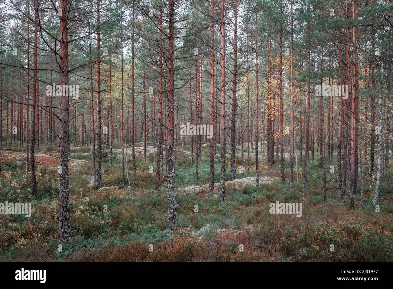 Forêt du parc national de Tiveden en Suède Banque D'Images