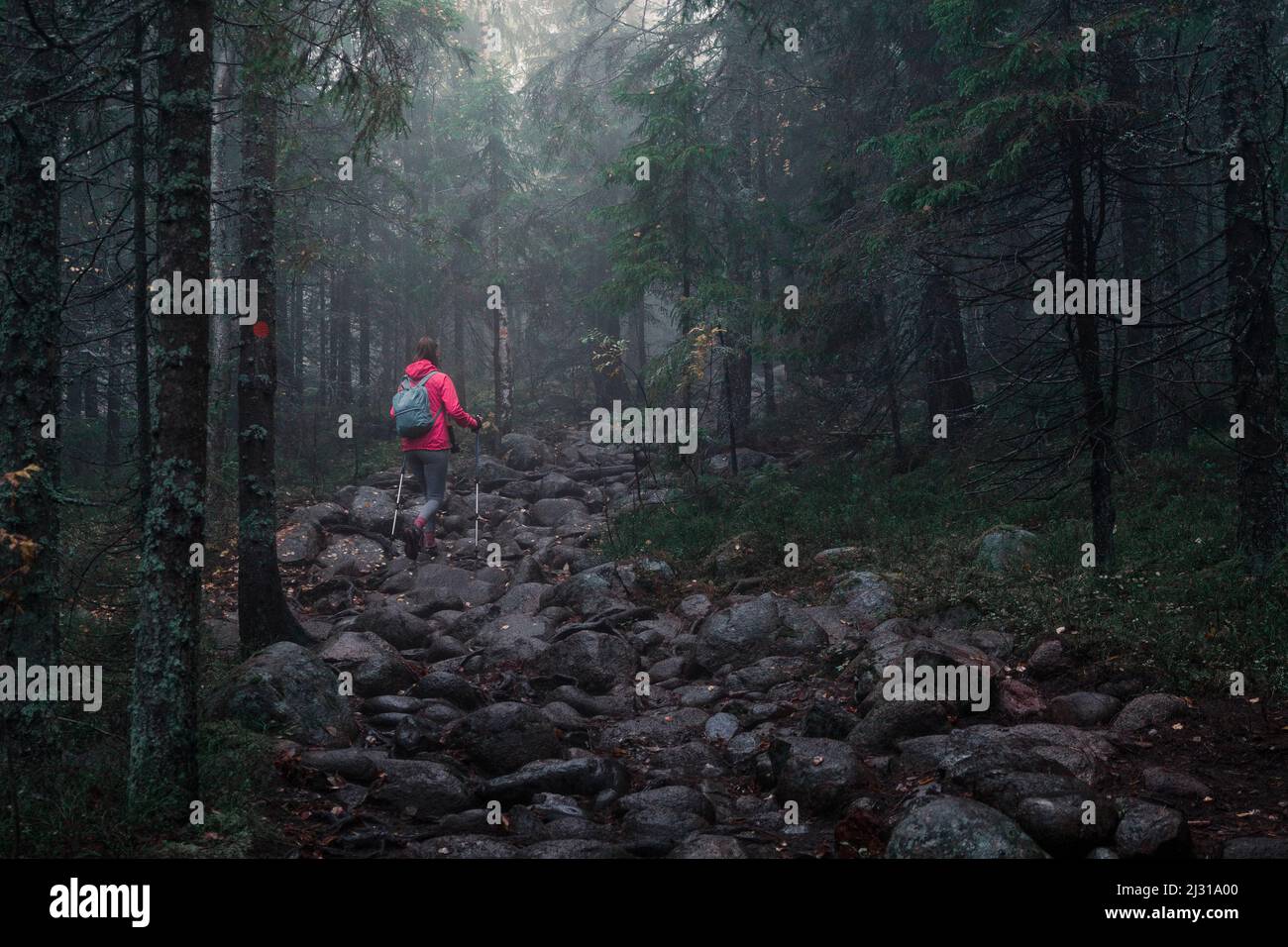 Femme randonnée dans la forêt du parc national de Skuleskogen dans l'est de la Suède Banque D'Images