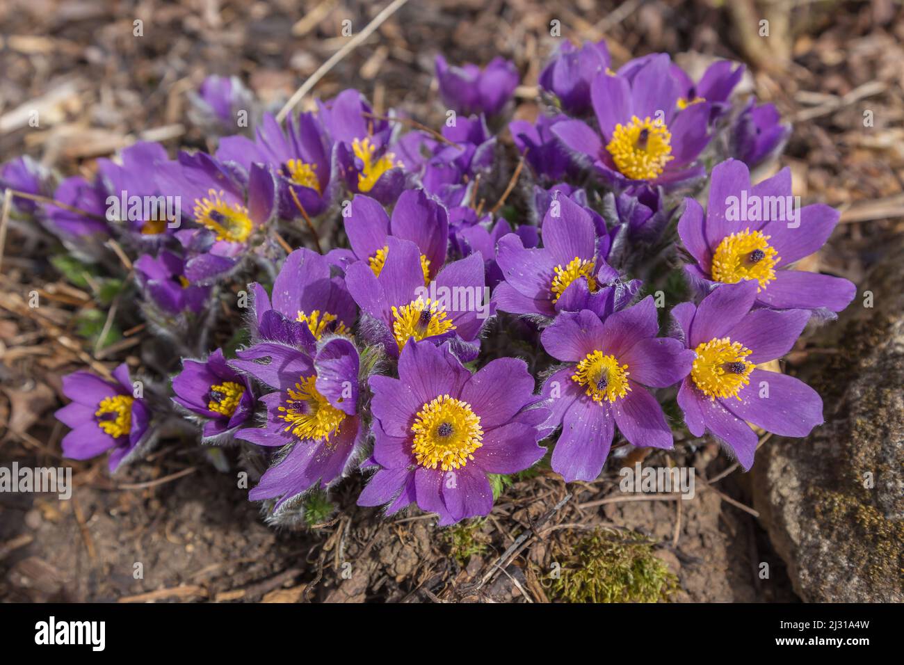 Fleur de Pasque, Pulsatilla vulgaris, fleurs Banque D'Images