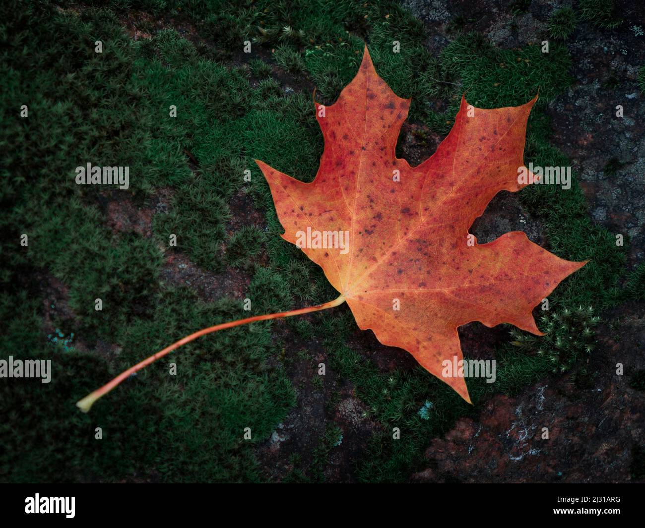 Feuilles d'automne de feuille d'érable orange sur mousse verte Banque D'Images